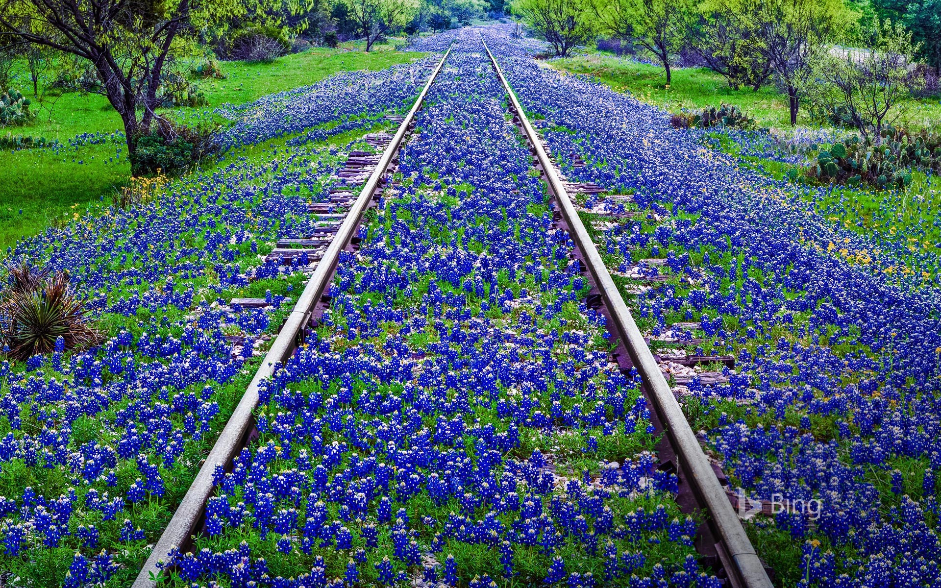 field of purple flower