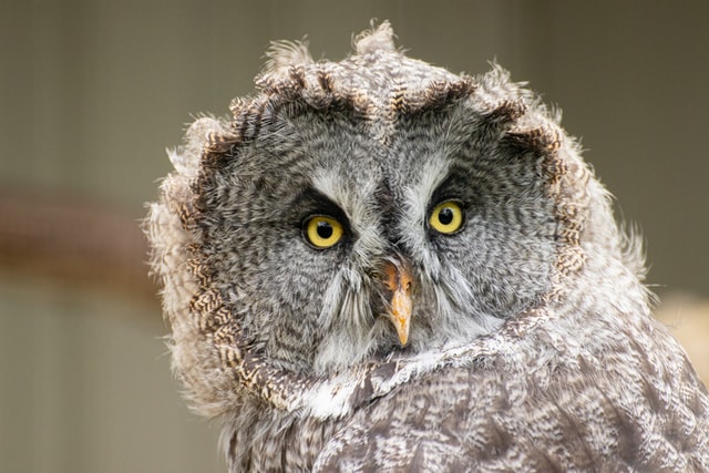 brown spotty owl