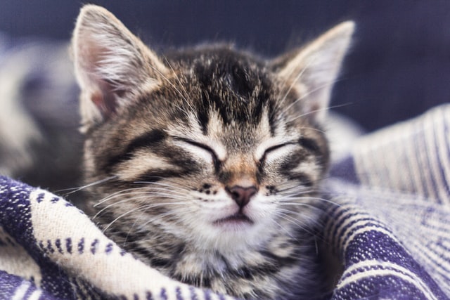 kitty sleep