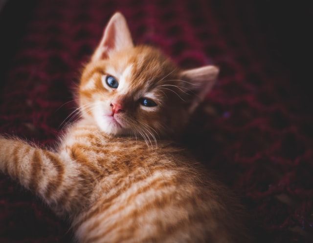 orange tabby