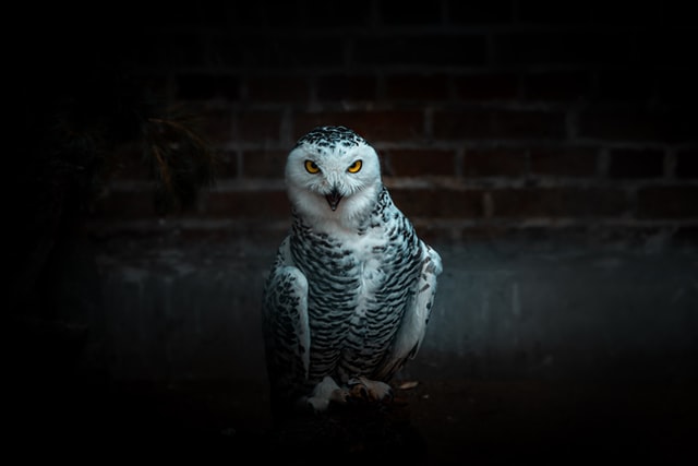 poka dot black white owl