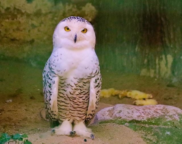 mostly white with spackles of black owl