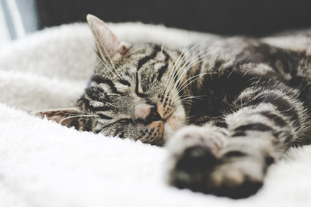 black white striped cat